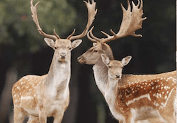 2 Reg Stags with a discount at the Vadex Hunting Co., Western Hungary