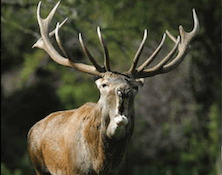 2 Reg Stags with a discount at the Vadex Hunting Co., Western Hungary