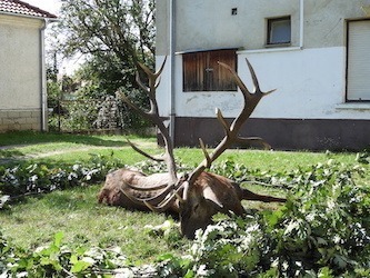 Red Stag hunting with “Bérbaltavári” Hunting Co. Vas  county, Western Hungary