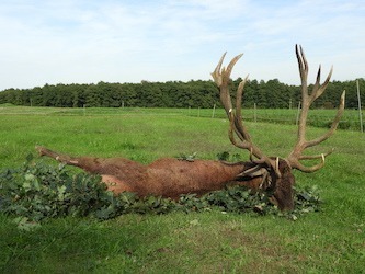Red Stag hunting with “Bérbaltavári” Hunting Co. Vas  county, Western Hungary