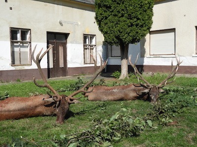 Red Stag hunting with “Bérbaltavári” Hunting Co. Vas  county, Western Hungary