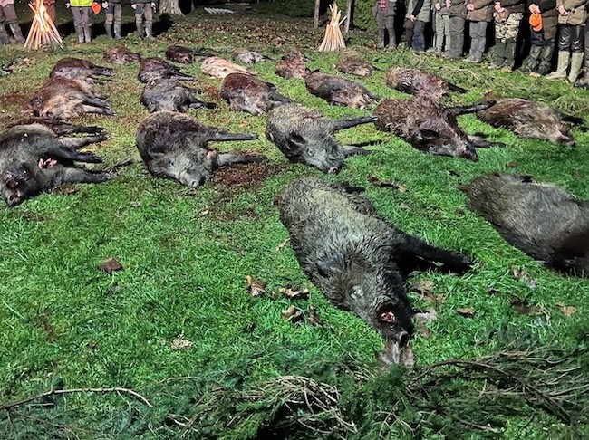 An excellent wild boar driven hunt on December 9, Zala county, Western Hungary