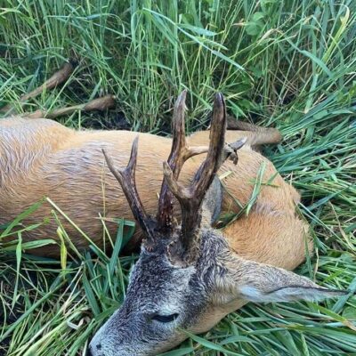 Roe buck hunts in southeastern Hungary - starting from the end of April