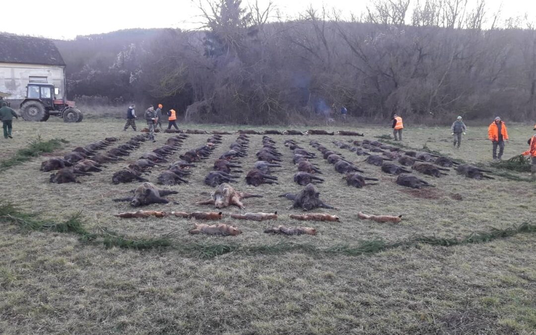 Central Hungary, Nógrád county, Ipolyerdő State managed forestry: wildboar hunt with large harvest in January