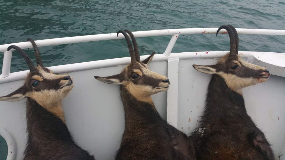 Chamois Hunting  Safari International Macedonia