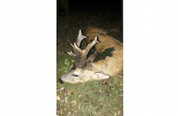 Roebuck hunting in Hungary – 60km from Budapest