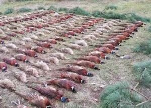 Kisduna Pheasant Nature Conservation Hunting Company