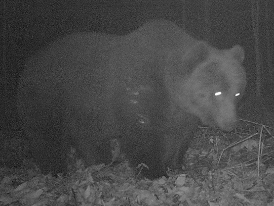 Bear hunting in Slovenia and Croatia