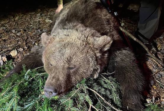 Bear hunting in Slovenia and Croatia