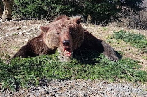 Bear hunting in Slovenia and Croatia