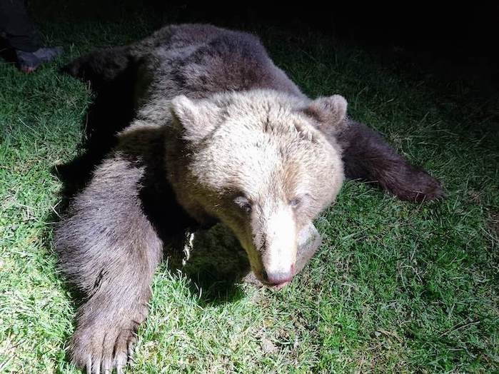 Bear hunting in Slovenia and Croatia