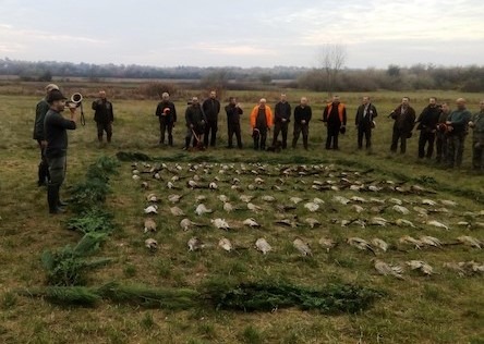 Pheasant shrub hunting at Lepsény, Western Hungary, from October to December.