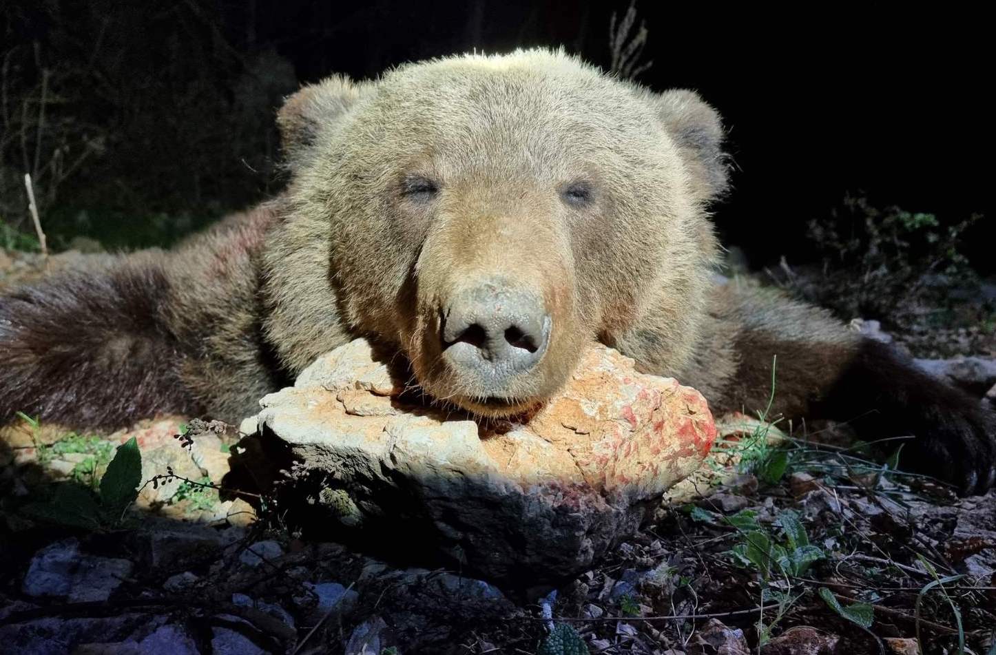 Bear hunting in Slovenia and Croatia