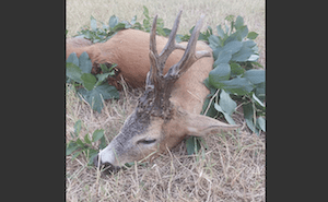 Roe Buck hunting in Zomba, Tolna county, Western Hungary