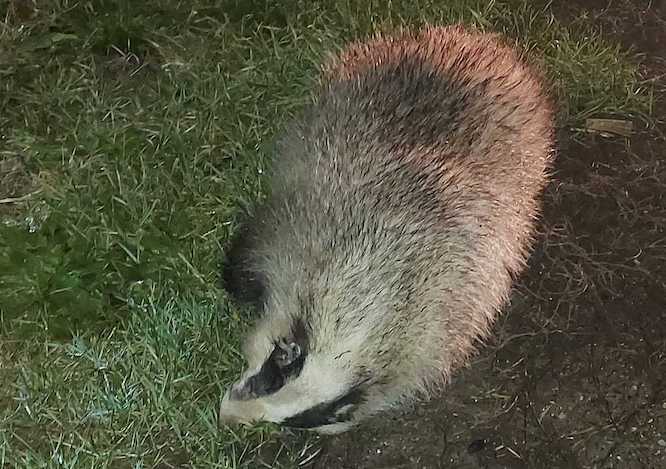 Fox, jackal hunting packages in Szolnok megye, Central Hungary