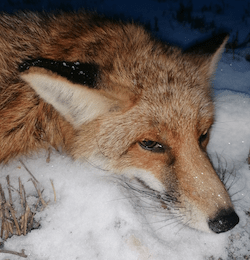 Fox, jackal hunting packages in Szolnok megye, Central Hungary