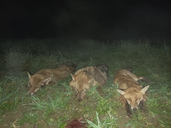 Fox, jackal hunting packages in Szolnok megye, Central Hungary