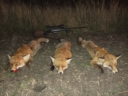 Fox, jackal hunting packages in Szolnok megye, Central Hungary