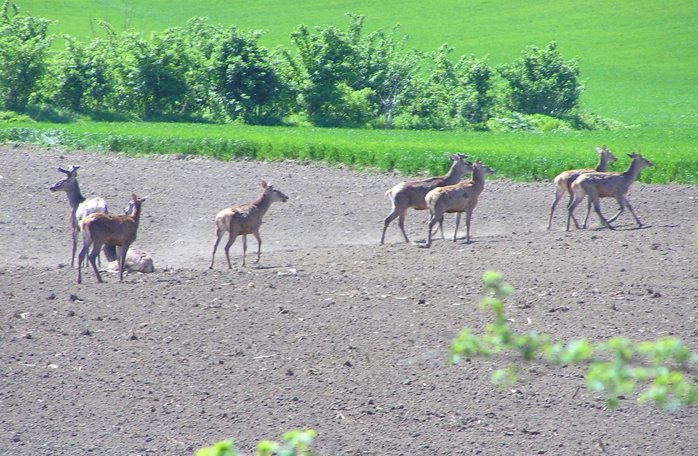 Red Stag hunting in Zomba, Tolna county, Southwestern Hungary