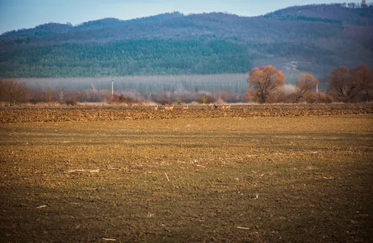 Red Stag hunting in Zomba, Tolna county, Southwestern Hungary