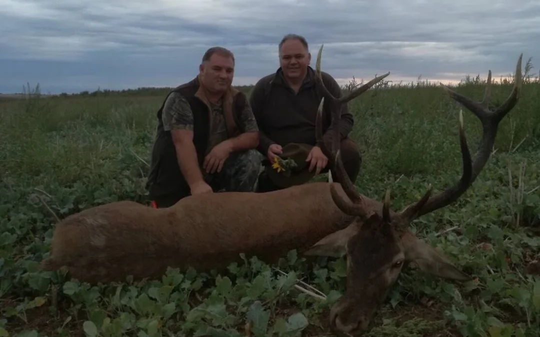 Red Stag hunting in Zomba, Tolna county, Southwestern Hungary