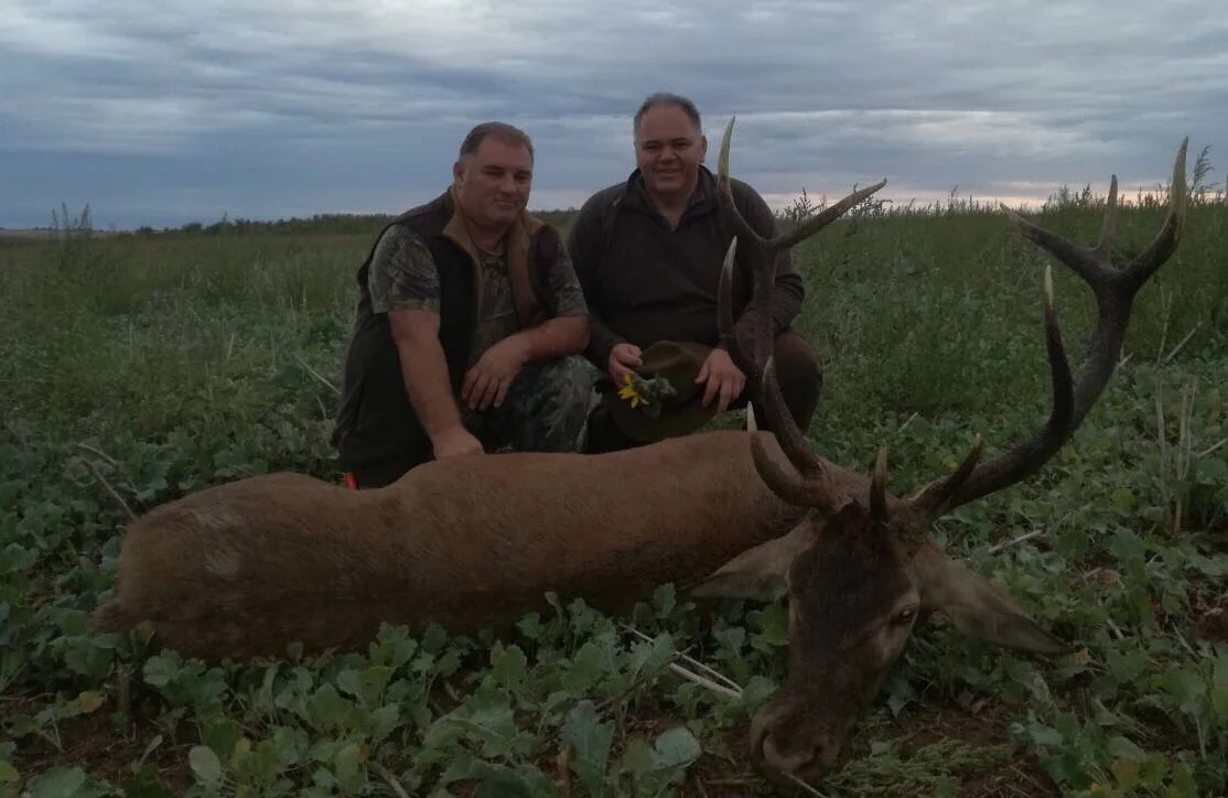 Red Stag hunting in Zomba, Tolna county, Southwestern Hungary