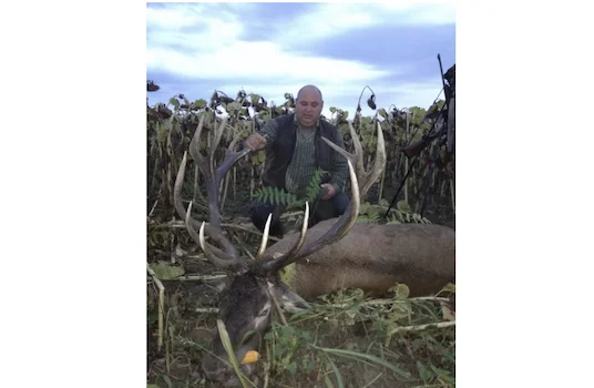 Red Stag hunting in Zomba, Tolna county, Southwestern Hungary