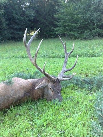 Red Stag hunting in Western Hungary