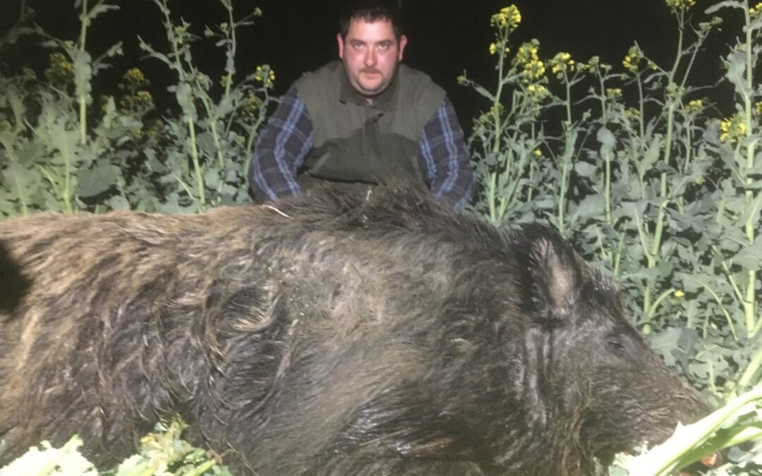 Tusker, wild boar individual hunting in Somogy county, South-western Hungary