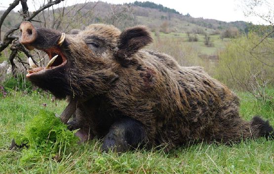 Wild Boar Hunts in Turkey