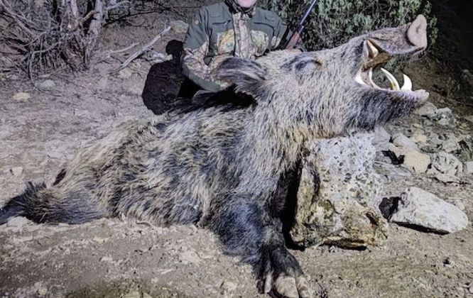 Wild Boar Hunts in Turkey