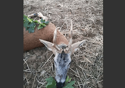 Roe Buck hunting at Kaposvár, Somogy county, South-western Hungary