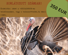 Exclusive Wild Turkey Hunting in Soponya, Vadex Zrt., Fejér county, Western Hungary