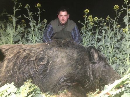 Tusker, wild boar individual hunting in Somogy county, South-western ...