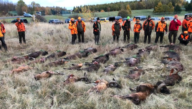 Beceite Ibex hunt in Spain