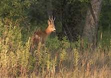 Roebuck hunting with “Aranyfürt” Hunting Co., Tolna county, Central Hungary