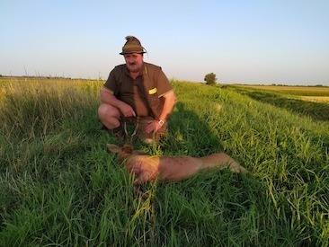 Roebuck hunting with “Aranyfürt” Hunting Co., Tolna county, Central Hungary