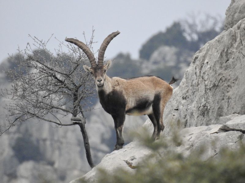 Alpine Chamois Hunting in Austria