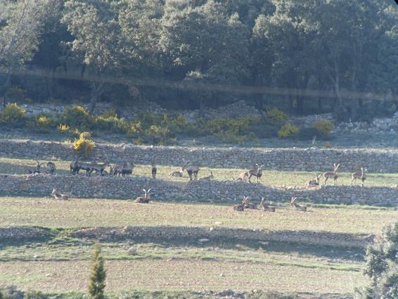 Beceite Ibex hunt in Spain