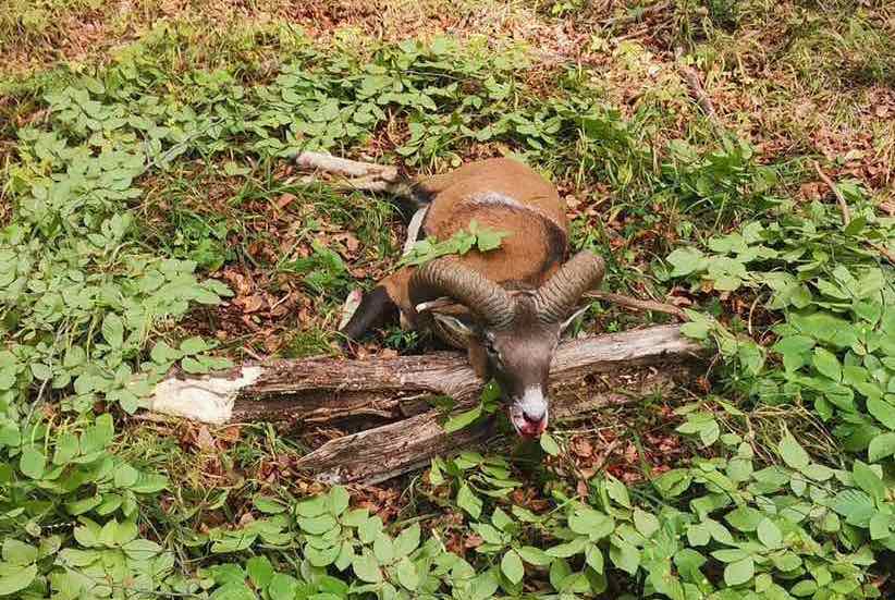 Moufflon hunting at Bükki Fehérholló Hunting Co., Lillafüred, Bordsod county, Northeastern Hungary