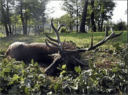 Red Stag hunting at Bükki Fehérholló Hunting Co. – Lillafüred, Bordsod county, Northeastern Hungary