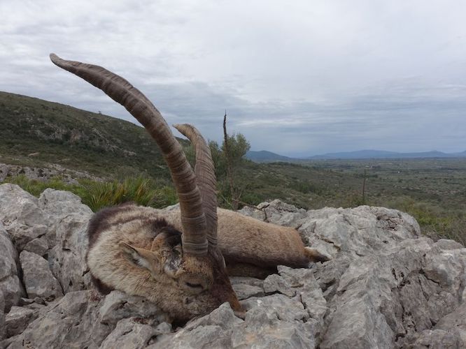 Beceite Ibex hunt in Spain