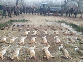 Pheasant and Hare hunting in Cegléd, 70km from Budapest, Hungary