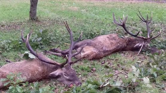 Red stag and red deer hunting in western Hungary