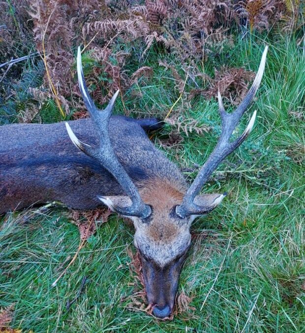 Sika Stag hunting in the Scottish highlands