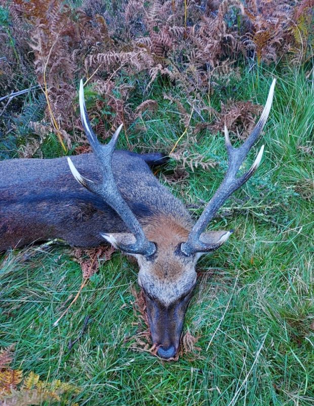 Sika Stag hunting in the Scottish highlands