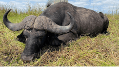 Marromeu C10, Mozambique, the “Buffalo Hunters’ Paradise”