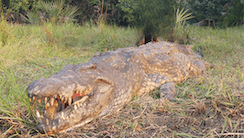 Marromeu C10, Mozambique, the “Buffalo Hunters’ Paradise”