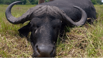 Marromeu C10, Mozambique, the “Buffalo Hunters’ Paradise”