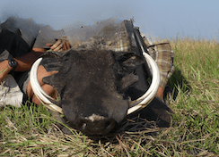 Marromeu C10, Mozambique, the “Buffalo Hunters’ Paradise”